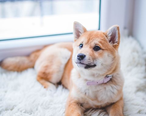 Dog in the city