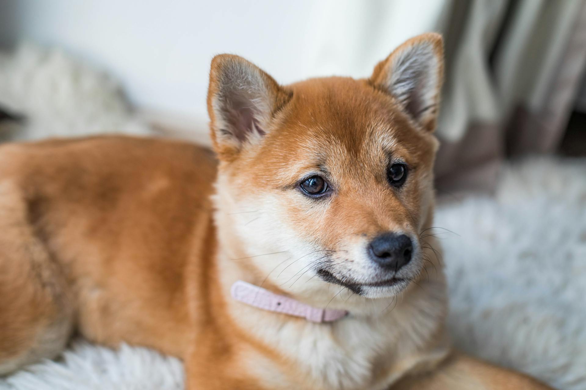 Chiot à poil court brun et blanc