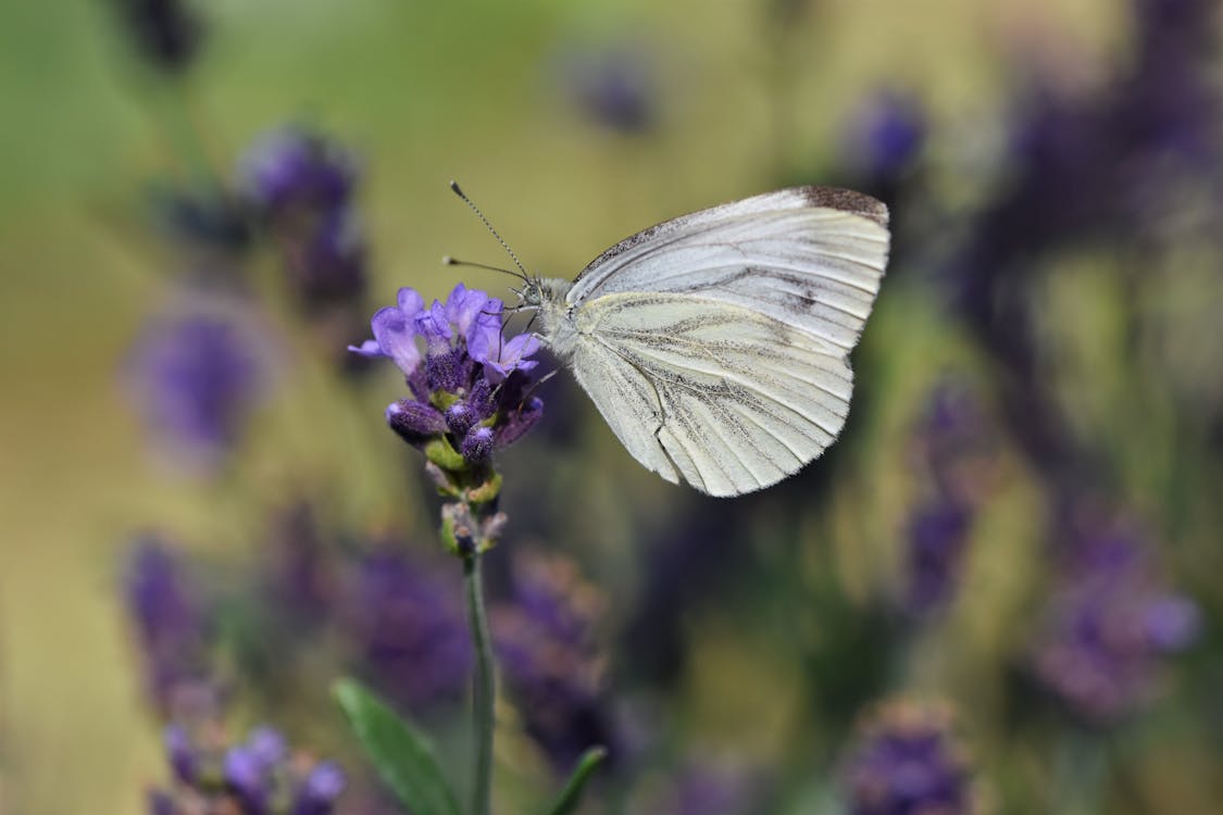 White Butterfly Sitting on Lavender Flower