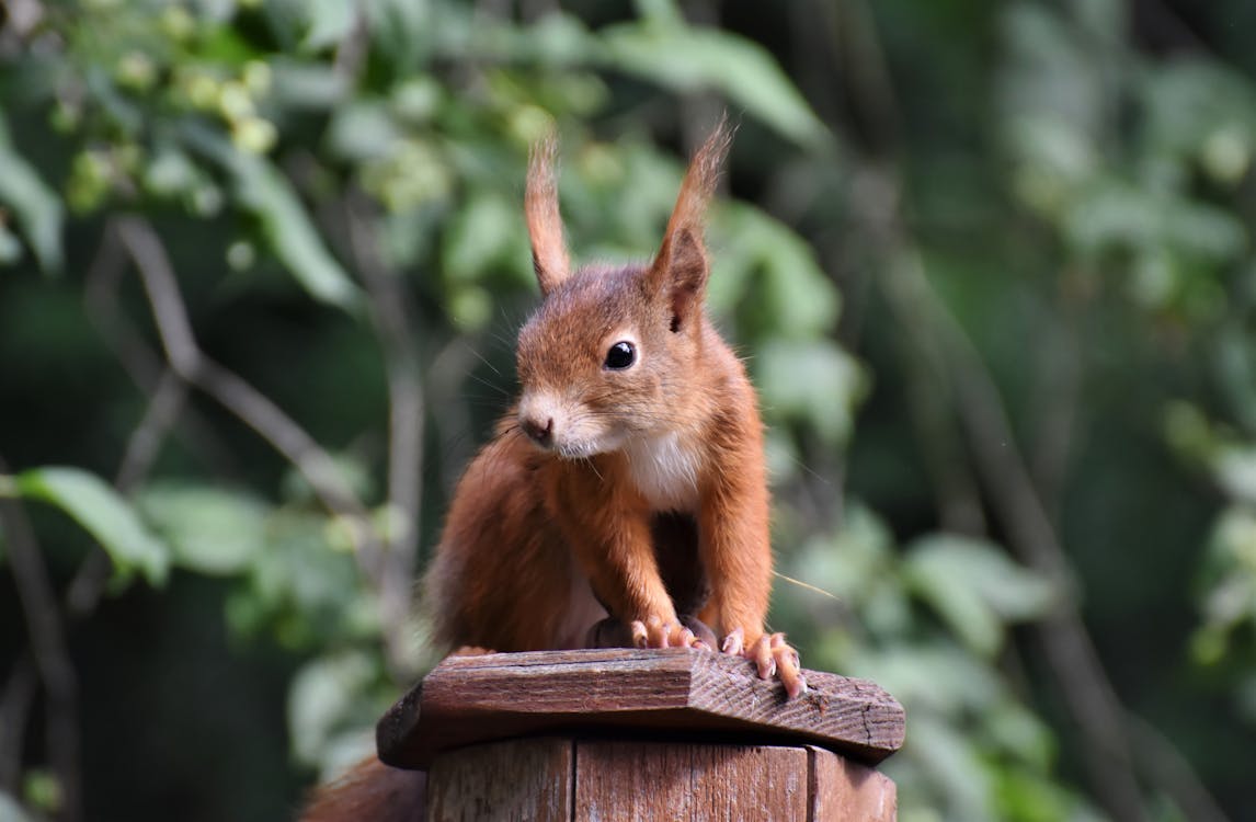 Free stock photo of rodent, squirrel