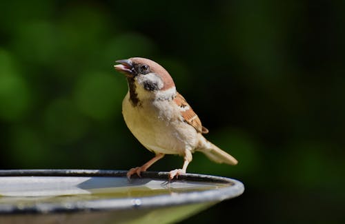 Foto stok gratis burung gereja, burung passerine, burung penyanyi