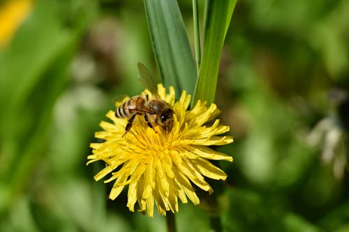 Bee Collecting Nectar on a Yellow Dandelion Flower