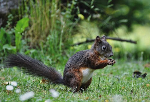 Free stock photo of rodent, squirrel