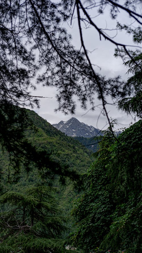 Branches and Forest in Valley behind