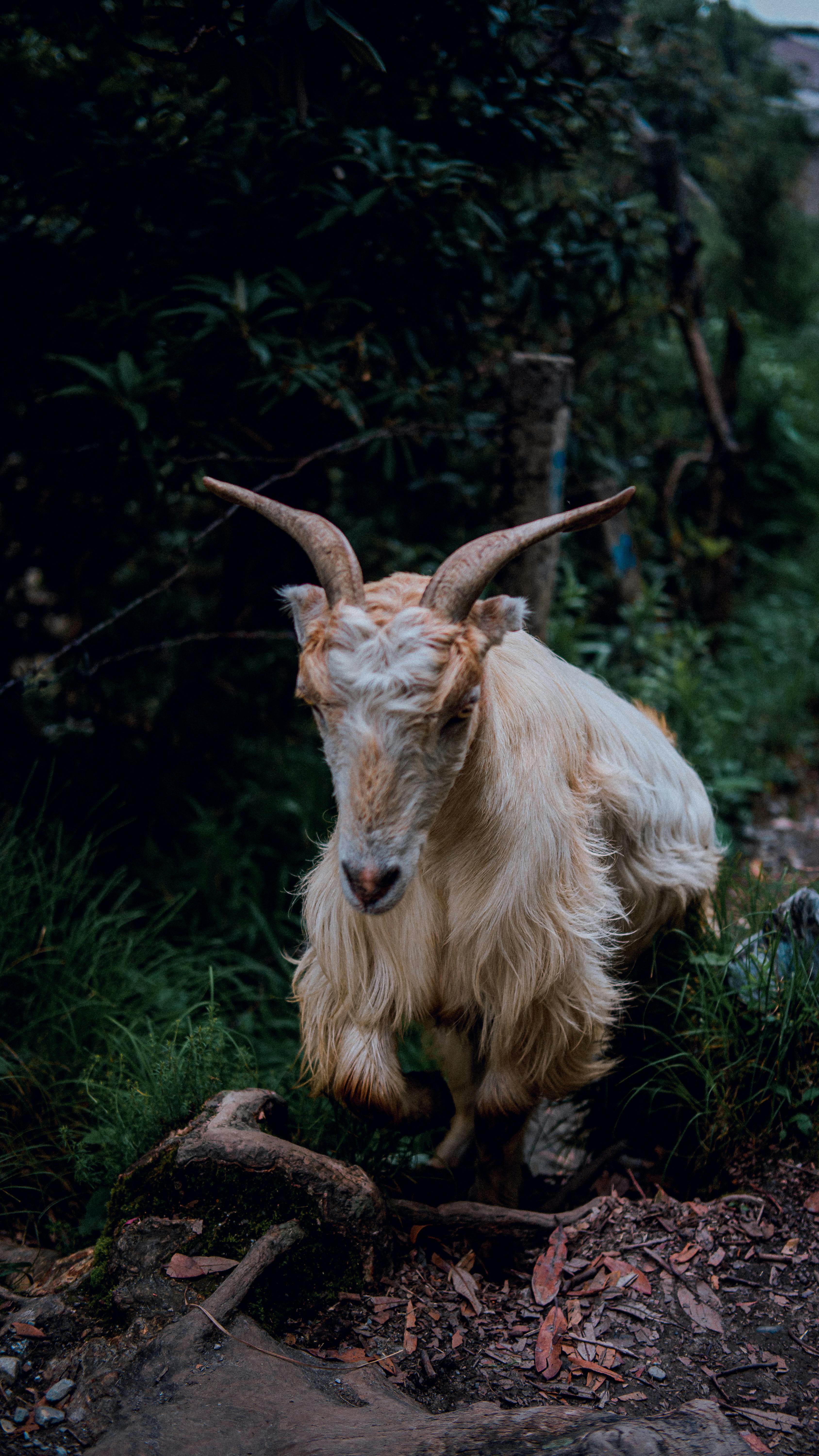 Little Goats Eating Leaves Photographed in a Studio · Free Stock Photo
