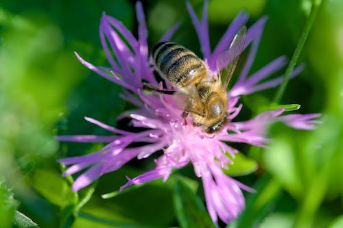 Free stock photo of bee, flower, meadow