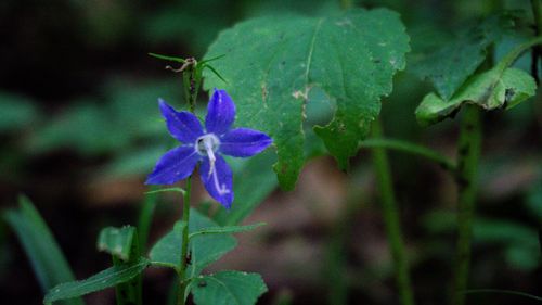 Free bell flower Stock Photo