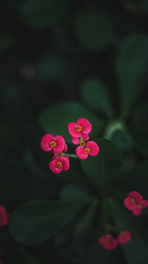 Kostnadsfri bild av blad, blomblad, blombukett