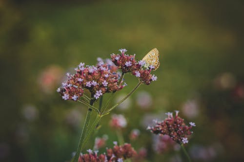Free stock photo of animal, butterfly, closeup