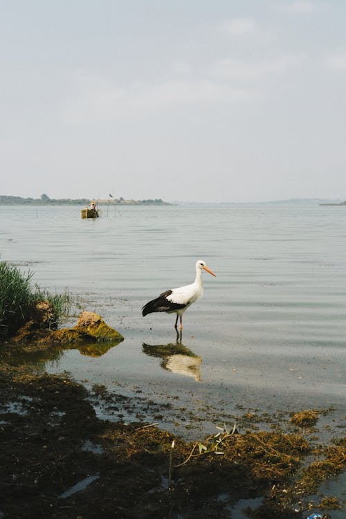 A Stork in the Lake 
