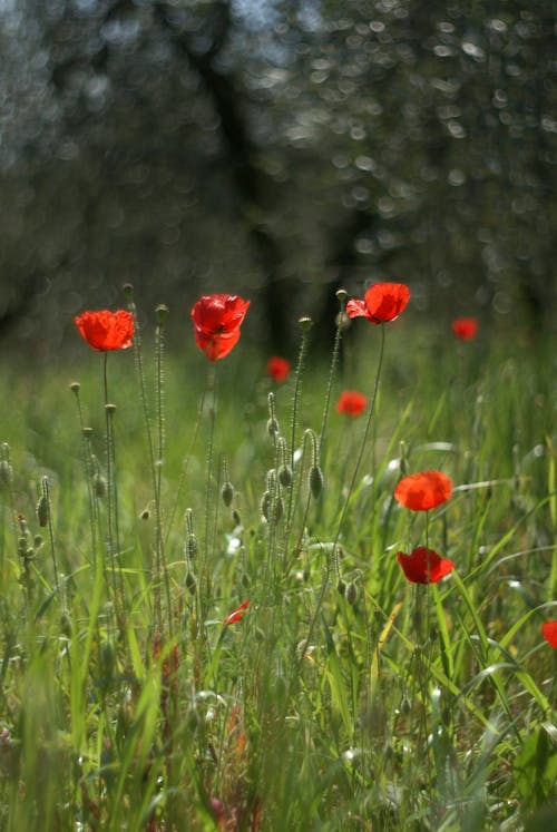 Poppy Flowers on Meadow