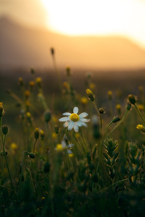 Closeup of a Meadow with Wildflowers at Dawn