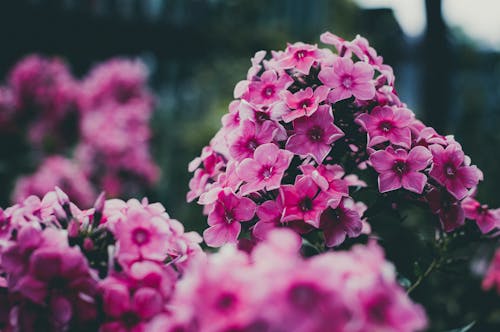 免费 粉色和白色的花瓣花 素材图片