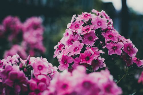 Free Pink and White Petaled Flower Stock Photo