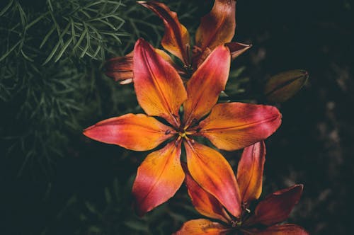 Free Orange Lily Stock Photo
