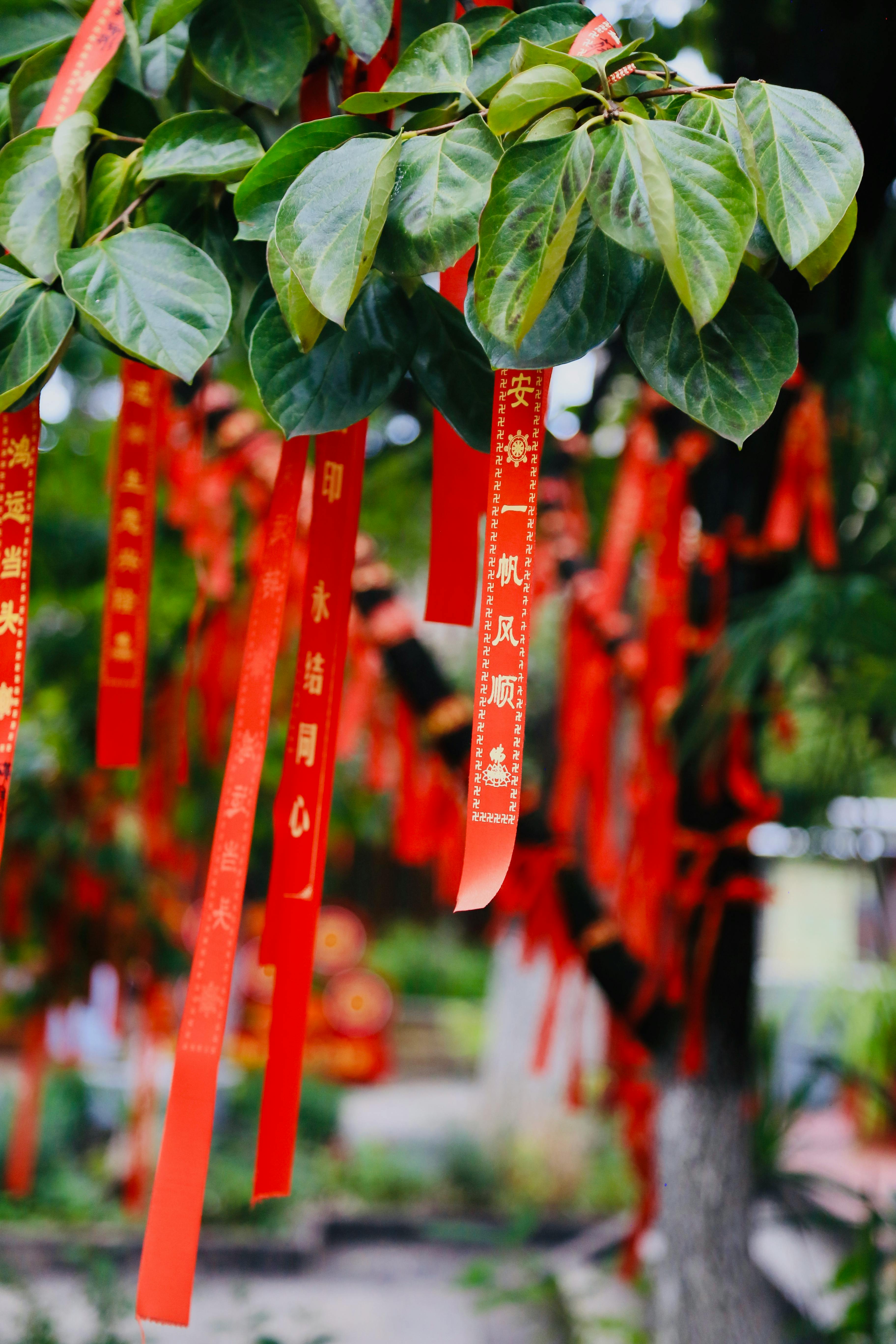 Tuesday's Fortunate Start: Embrace the Blessings of a New Week