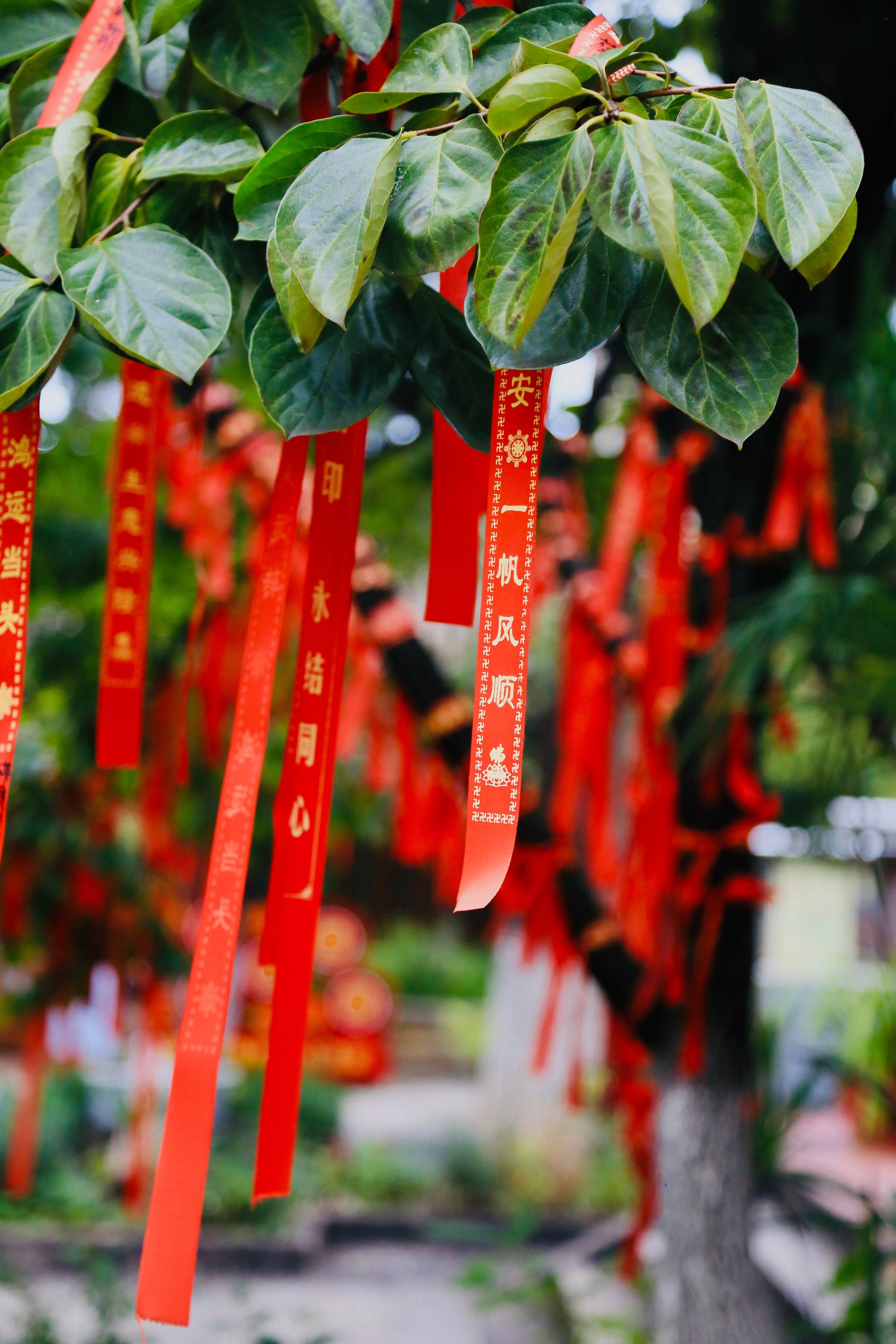 Wishing Ribbons Photos, Download The BEST Free Wishing Ribbons Stock ...