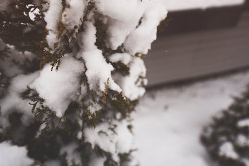 Free stock photo of snow, tree, winter
