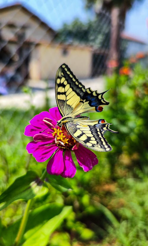 アポロ, バタフライネット, フクロウの蝶の無料の写真素材