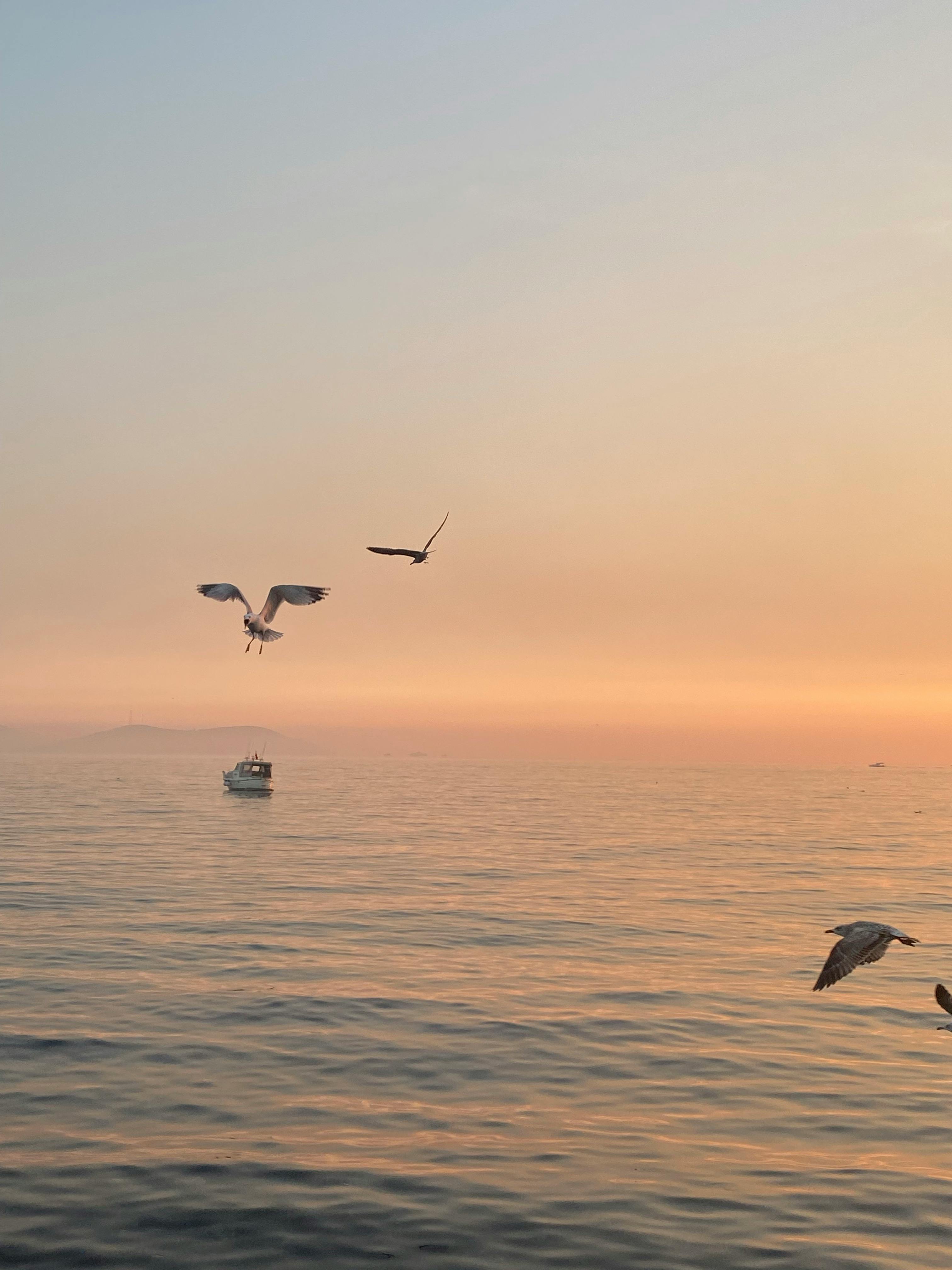 Peaceful seascape with seagulls flying at sunset over calm waters and a distant boat.