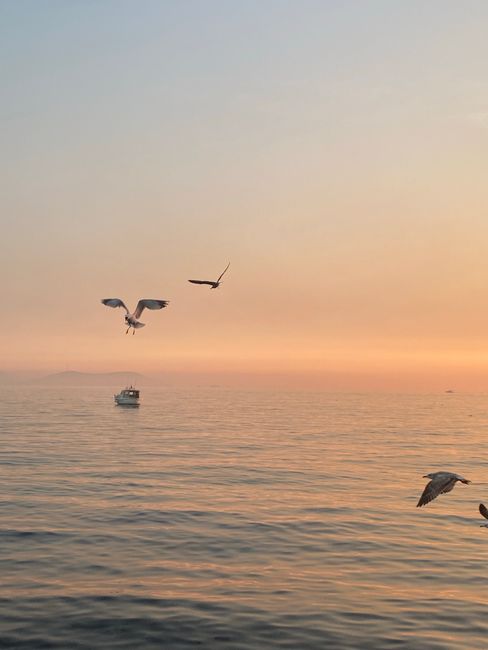 Peaceful seascape with seagulls flying at sunset over calm waters and a distant boat.