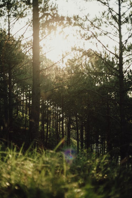 Fotos de stock gratuitas de arboles, bosque, luz del sol