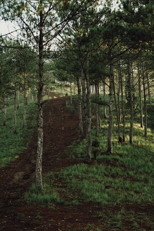 Immagine gratuita di alberi, ambiente, collina