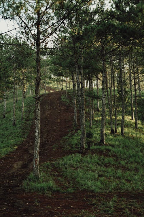 Footpath in a Green Forest