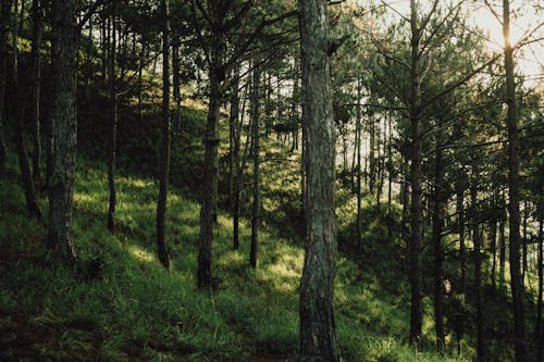 Green Trees on Hill in Forest