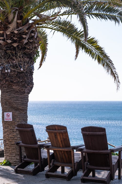 Wooden Deck Chairs Under a Palm Tree