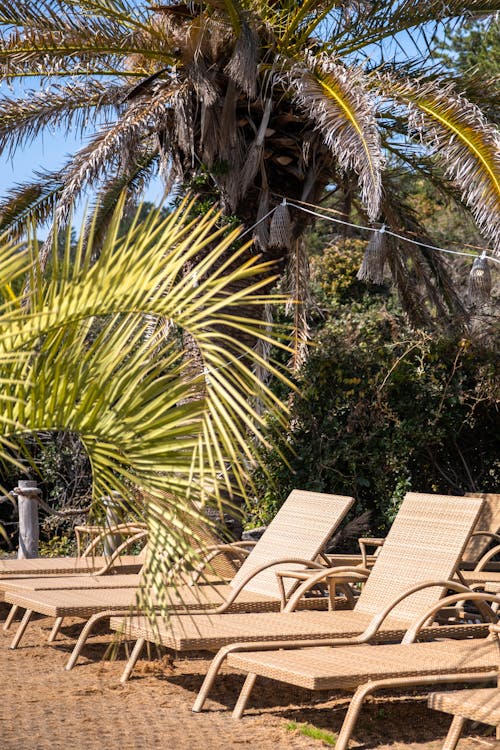 Rattan Sun Loungers Under a Palm Tree