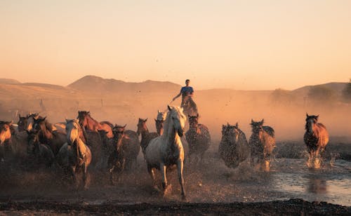 Horses Galloping on Prairie