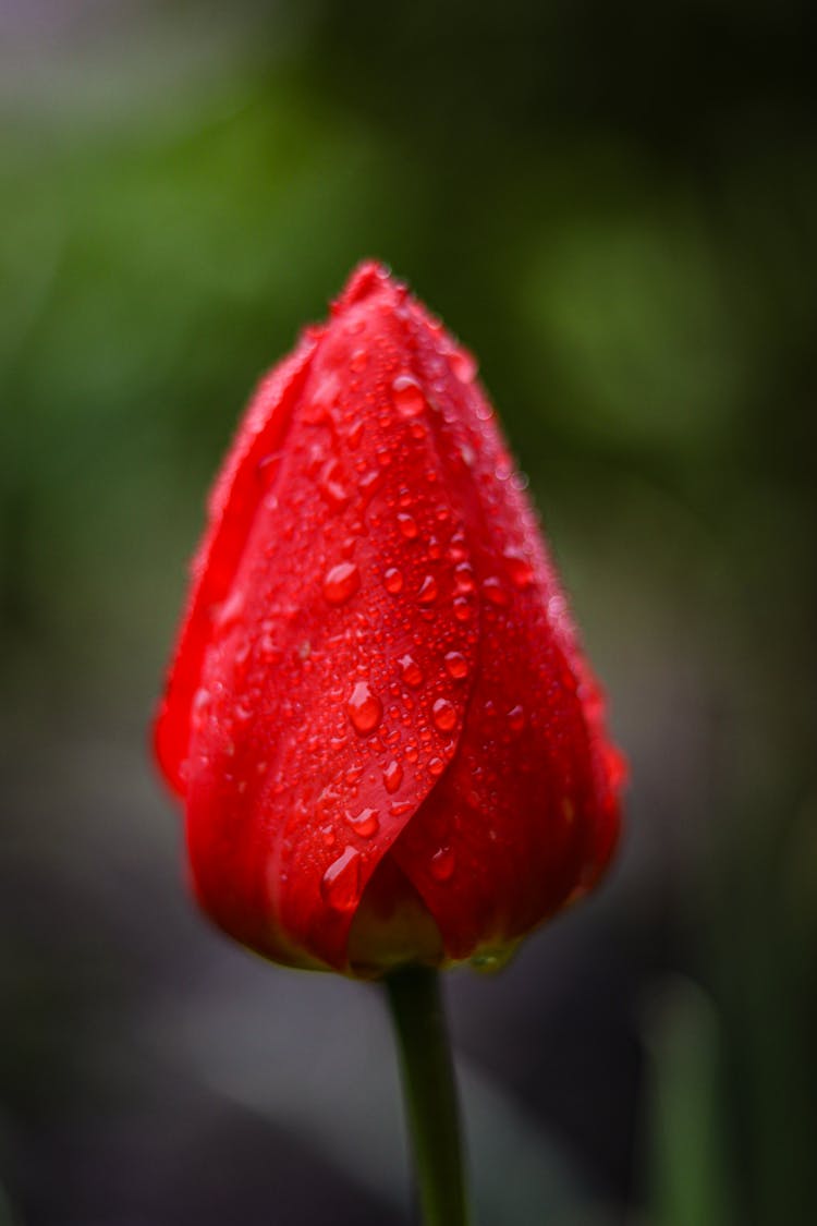 Wet Tulip Flower