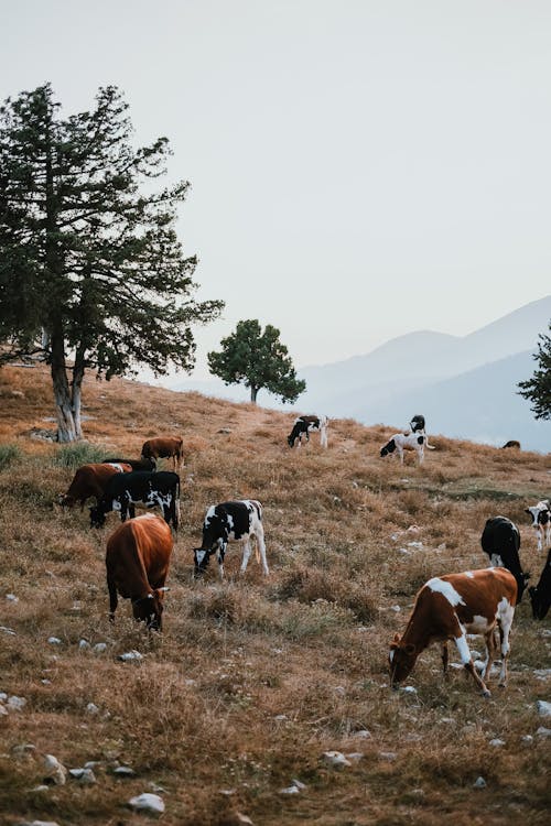 垂直拍攝, 奶牛, 家畜 的 免費圖庫相片