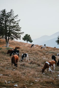 Cows peacefully grazing in a serene mountain pasture, surrounded by scenic landscapes.