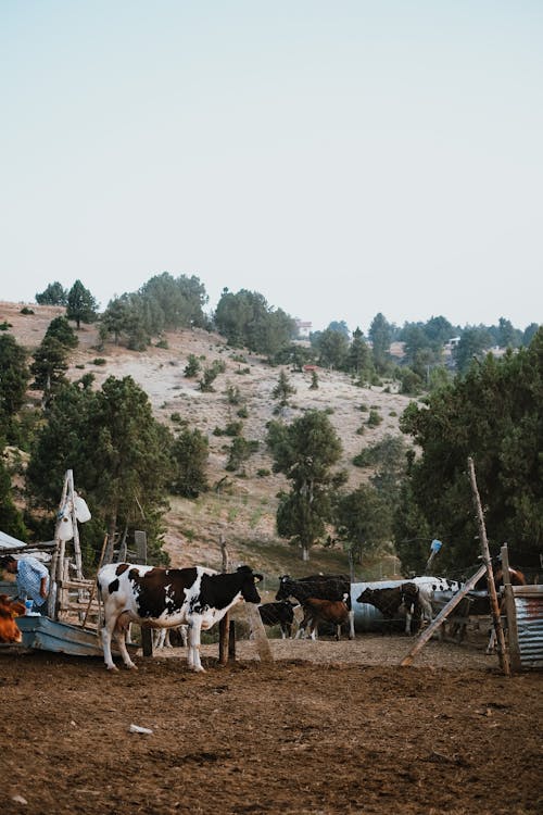 büyükbaş hayvanlar, Çiftlik, çimenlik içeren Ücretsiz stok fotoğraf