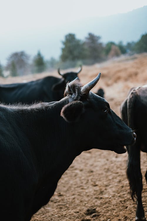 公牛, 動物攝影, 垂直拍攝 的 免費圖庫相片