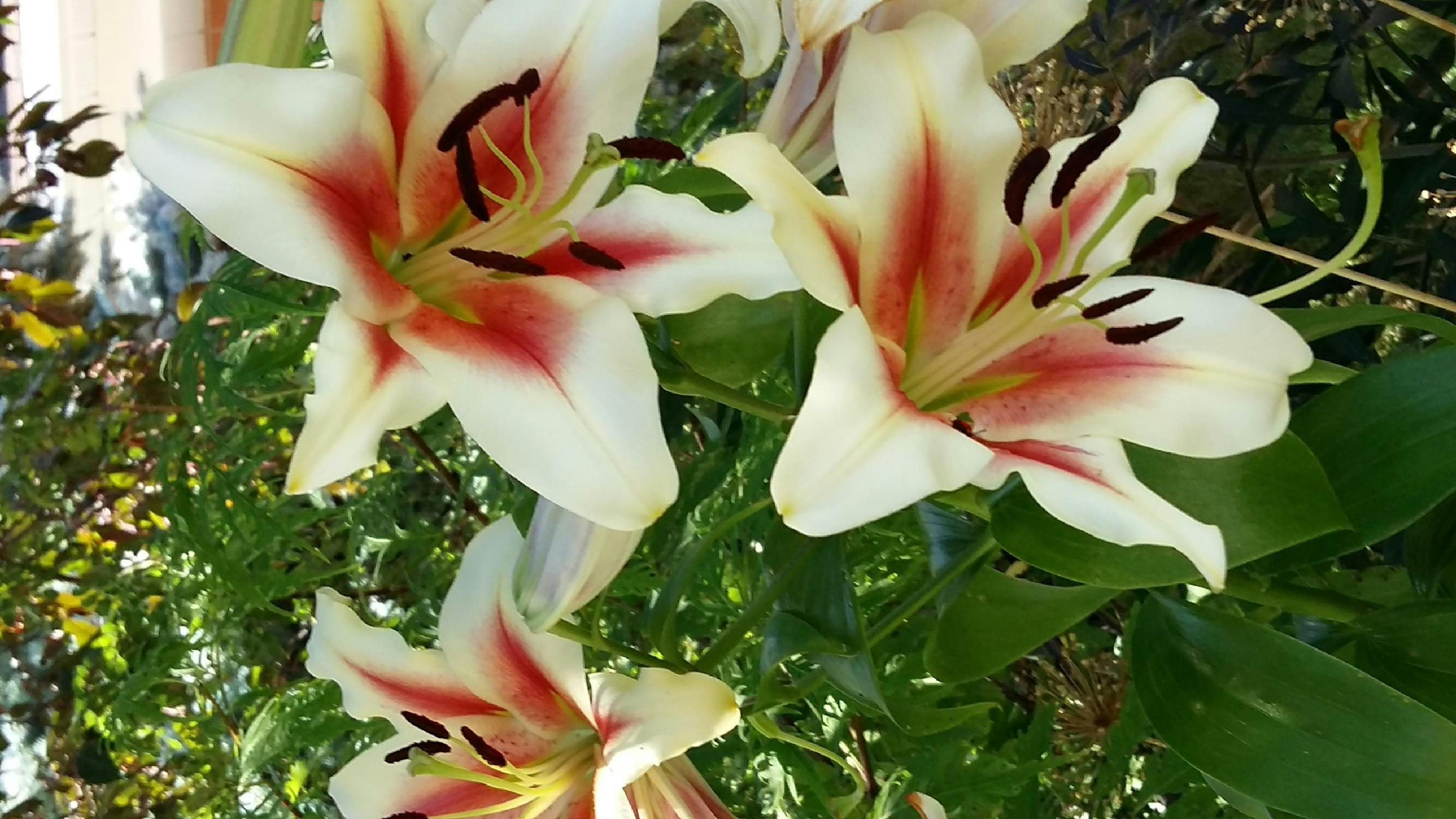 Free stock photo of bulb, garden, lily