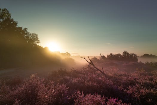 A serene meadow filled with flowers at sunrise, enveloped in a gentle morning mist.