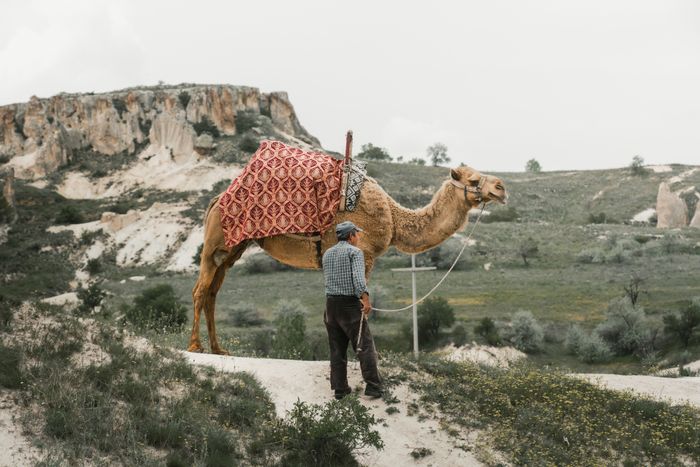 A man with a camel among Cappadocia rock formations