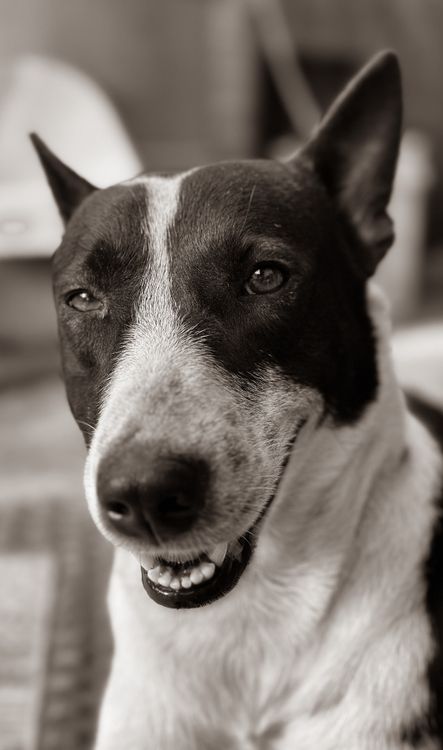 Black and White Photo of a Dog · Free Stock Photo