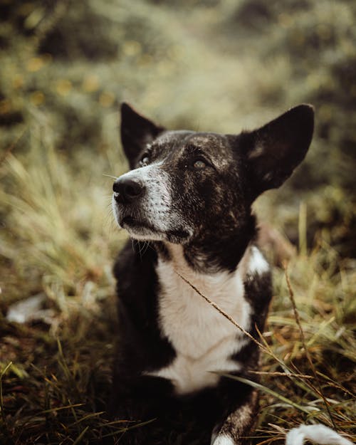 Dog Lying in Grass 