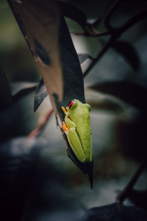 Free Vibrant red-eyed tree frog clings to a leaf in lush jungle setting, showcasing its vivid colors. Stock Photo