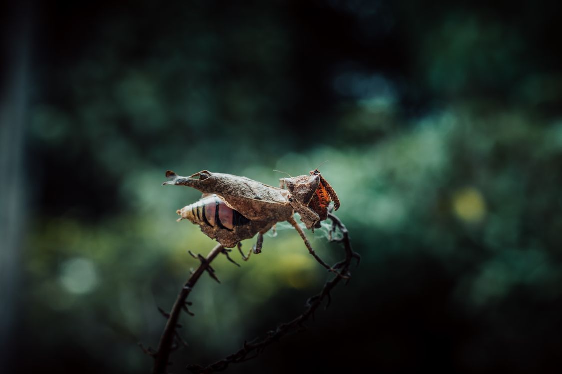 Jested Inside Bugs Nested inside Dead Leaves · Free Stock Photo