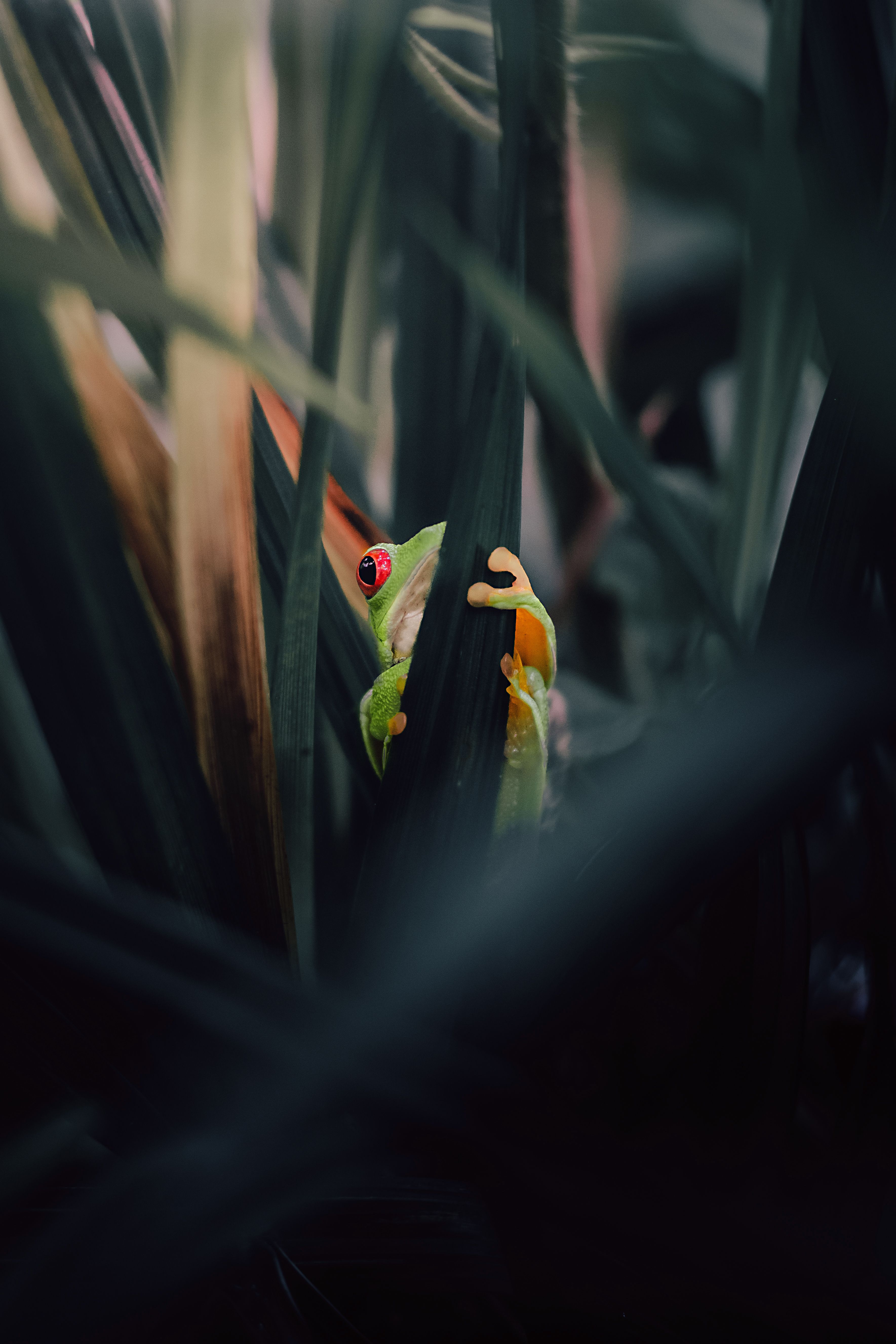 Green Habit Photos, Download The BEST Free Green Habit Stock Photos ...