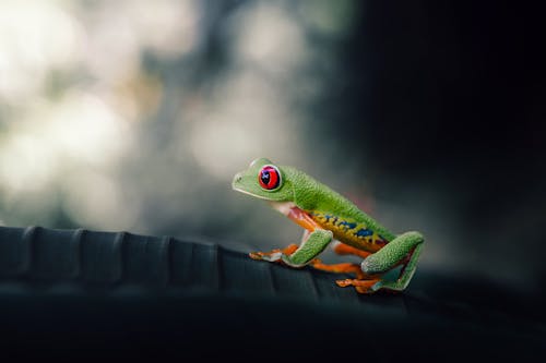 Close-up of a Red-Eyed Tree Frog