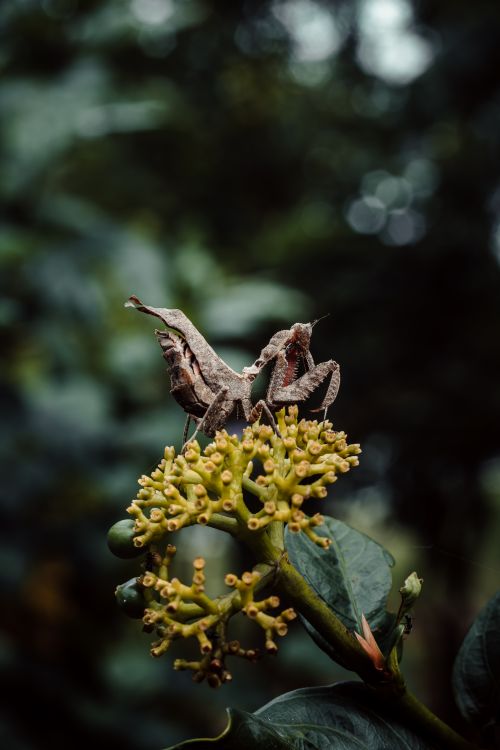 Free Detailed view of a grasshopper perched on a leafy plant in a natural setting. Stock Photo