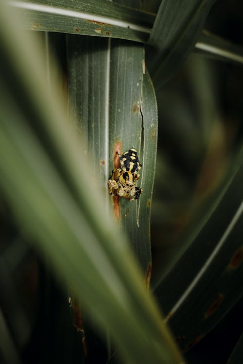 Gratis stockfoto met blad, klein, ongewerveld