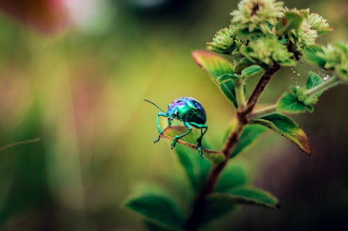 Imagine de stoc gratuită din automobil beetle, biologie, creangă