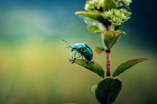 Blue Beetle Sitting on Plant Leaf